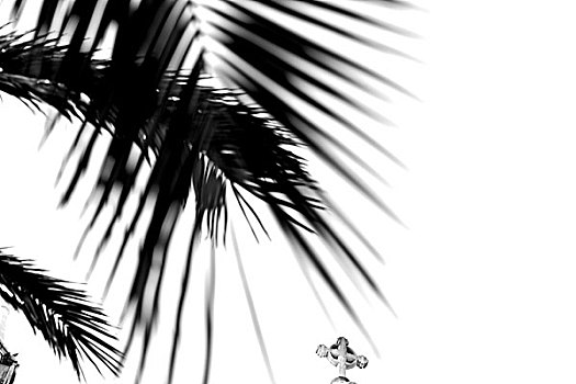 棕榈叶,十字架,黑白
