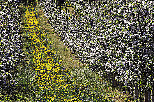 苹果花,南,不列颠哥伦比亚省,加拿大