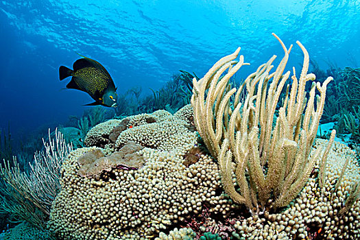 珊瑚礁,巨大,海洋,杆,法国,小,多巴哥岛,斯佩塞德,特立尼达和多巴哥,小安的列斯群岛,加勒比海