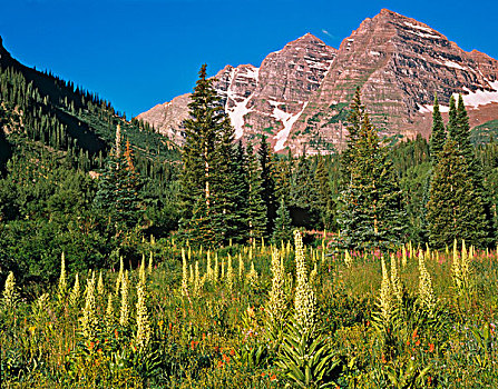 美国,科罗拉多,怀特山国家森林,栗色,顶峰,塔,高处,翠绿,草地