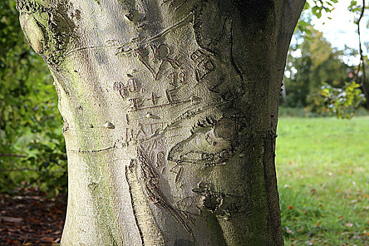 心形,文字,雕刻,树上,树皮,德国,欧洲