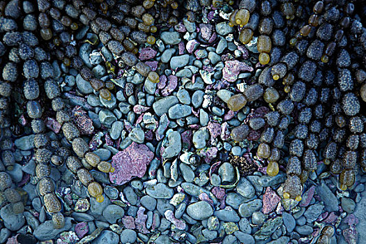 项链,褐海藻,彩色,石头,海岸,南岛,新西兰