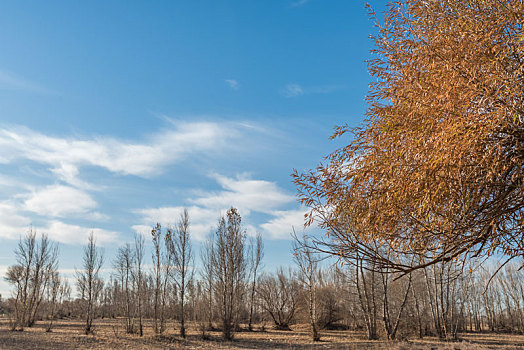中国内蒙古蓝天白云下的田野树林