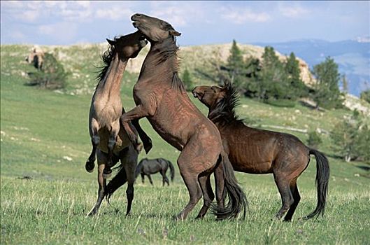 马,幼仔,种马,生活方式,松,群,玩,争斗,休息,放牧,一起,普赖尔山野马放牧区,蒙大拿