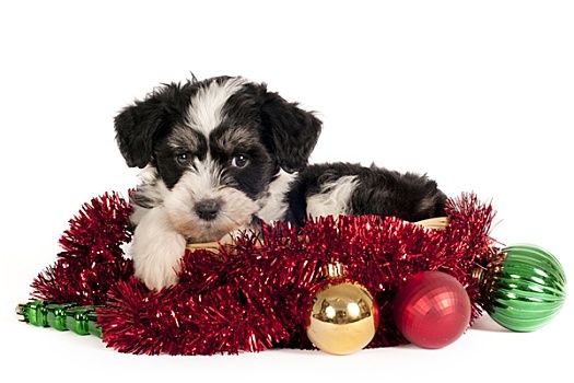 可爱,小狗,圣诞装饰