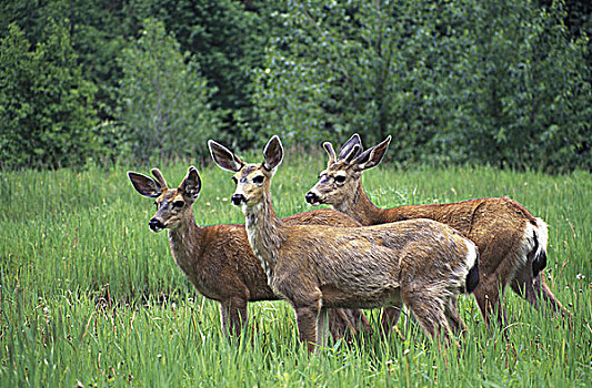 长耳鹿,沿岸,鹿,普通,有蹄类动物,许多,栖息地,不列颠哥伦比亚省,加拿大