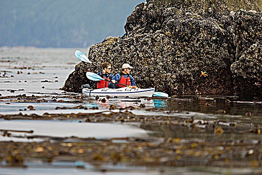 漂流者,密集,海藻,树林,生活,靠近,北方,温哥华岛,不列颠哥伦比亚省,加拿大