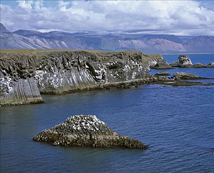悬崖,火山,玄武岩,柱子,斯奈山半岛,冰岛