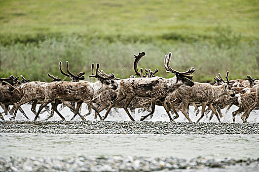北美驯鹿,北极国家野生动物保护区,阿拉斯加,美国