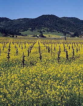 芥末,农作物,葡萄园,那帕山谷,加利福尼亚,美国
