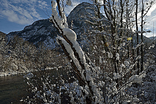 冬天,自然,风景,树,初雪