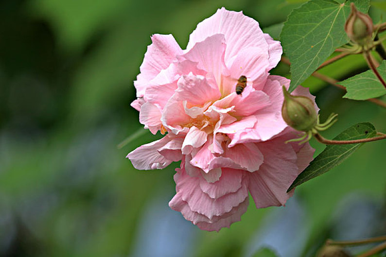 芙蓉花圖片_芙蓉花高清圖片_全景視覺