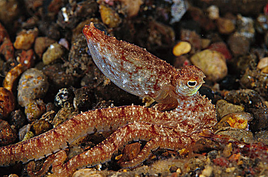 章鱼,印度尼西亚