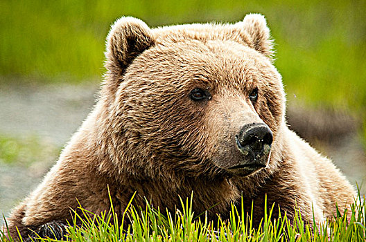棕熊,休息,莎草,草,河,保护区,西南方,阿拉斯加,夏天