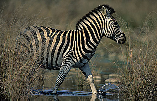 平原斑马,斑马,马,克鲁格国家公园,南非,非洲