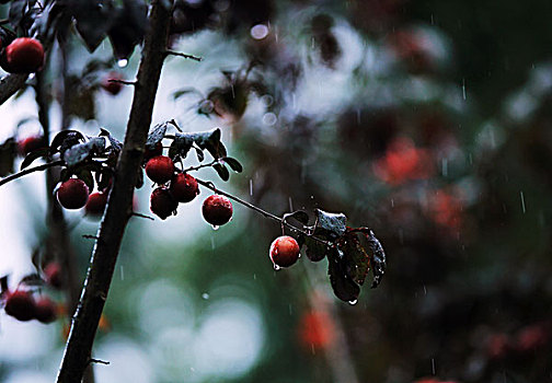 雨中的野果
