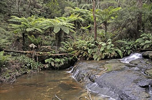 瀑布,石头,温带雨林,蓝山国家公园,澳大利亚