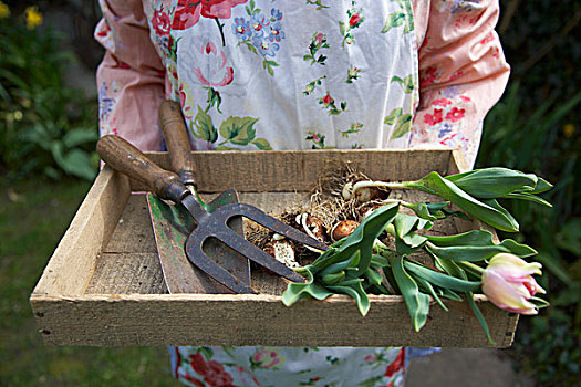 女人,拿着,木盒,郁金香,园艺工具