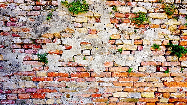 衰败,砖墙,植物,横图,布拉诺岛