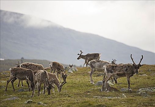 驯服,驯鹿,驯鹿属,靠近,尤通黑门山,挪威,斯堪的纳维亚,欧洲