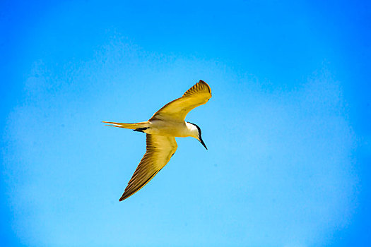 海鸥,飞翔,天空,自由,蓝天,羽翼,翅膀,高飞