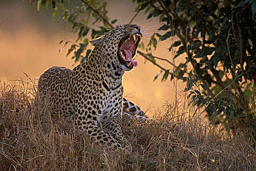 非洲,肯尼亚,马塞马拉野生动物保护区,成年,女性,豹,牙齿,尖牙,哈欠