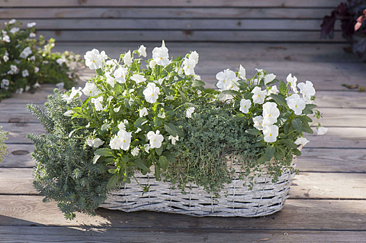 角堇,白色,完美,景天属植物