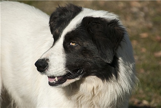 牧羊犬,头部