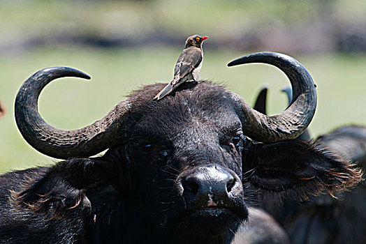 红嘴牛椋鸟,南非水牛,非洲水牛,纳库鲁湖,肯尼亚,非洲