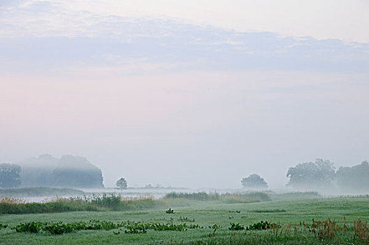 早晨,气氛,雾,上方,草地,河,靠近,德绍,萨克森安哈尔特,德国,欧洲