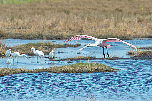 美国,佛罗里达,梅里特岛,国家野生动植物保护区,粉红琵鹭,大白鹭