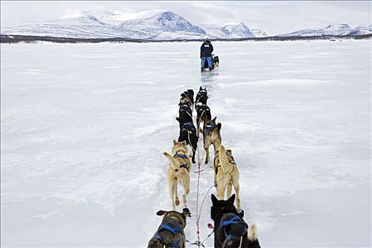 挪威,旅行,上方,山峦,狗拉雪橇,引导,老兵,探索者