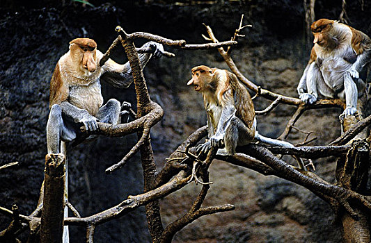 喙,猴子,雄性,雌性,坐在树上
