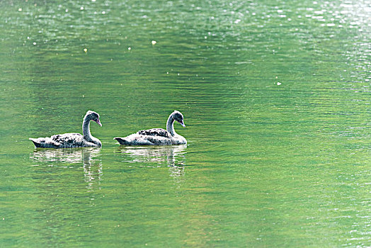 湖里的黑天鹅和鸭子