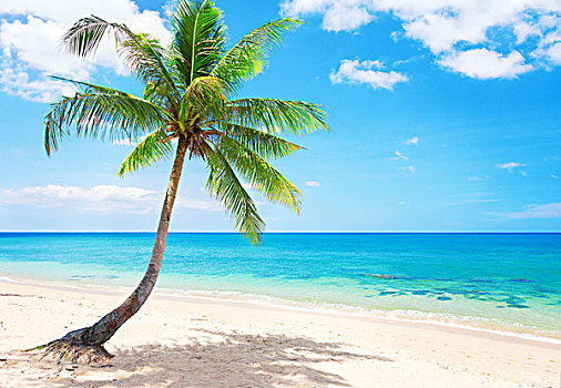漂亮,海滩,椰树,苏梅岛,泰国