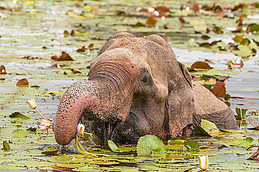 亚洲,亚洲象,象属,吃,荷花,国家公园,斯里兰卡