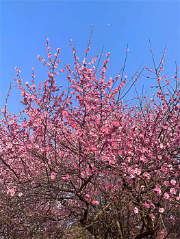 横图粉色自然春天盛开樱花季节花