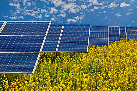 太阳能电池板,油菜籽,土地
