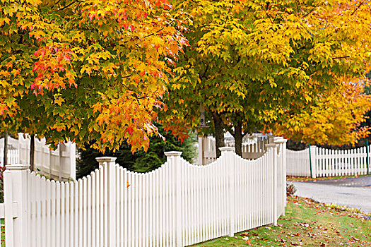 美国,佛蒙特州,白围栏,枫树,叶子,季节