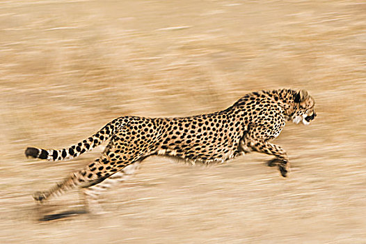 印度豹,猎豹,跑,朴素,基金,自然保护区,纳米比亚