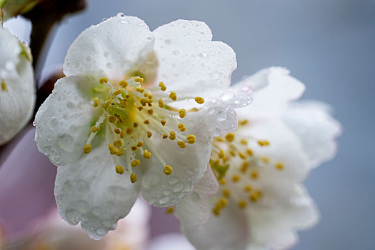 白色樱花春天盛开