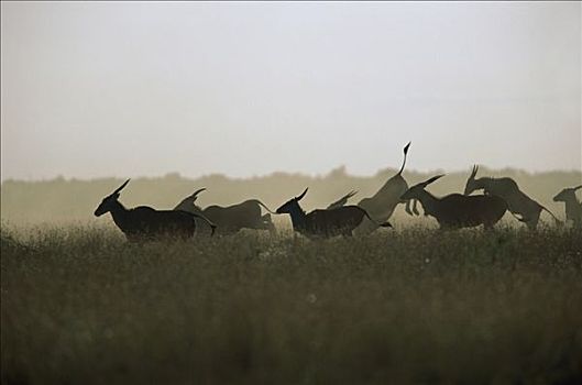 大羚羊,牧群,肯尼亚