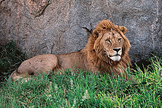 非洲,坦桑尼亚,恩戈罗恩戈罗,保护区,雄性,非洲狮,狮子