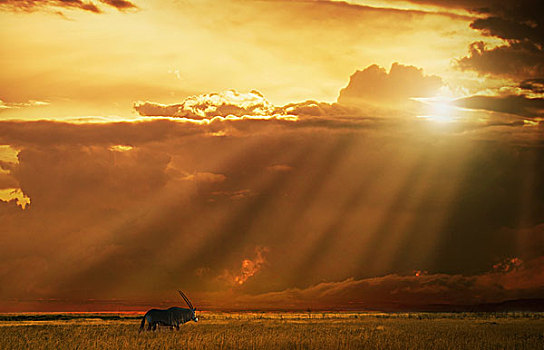 长角羚羊,日落,纳米比亚
