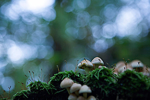 蘑菇,植被