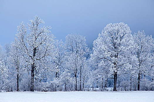 积雪,树,雾,靠近,兰格丽斯,上巴伐利亚,巴伐利亚,德国,欧洲