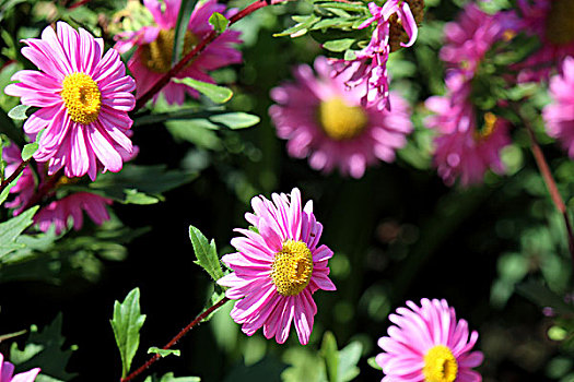 花花草草