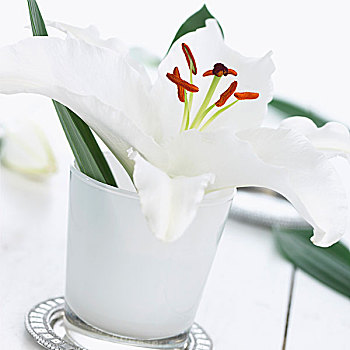 白色,百合,花瓶