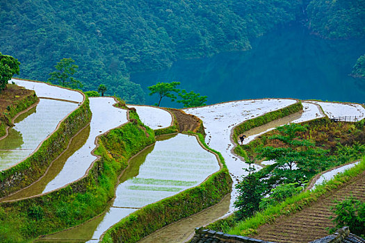 梯田,田园,田野,春色,雾,春雨,绿色