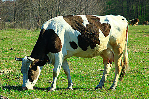 母牛,放牧,草场